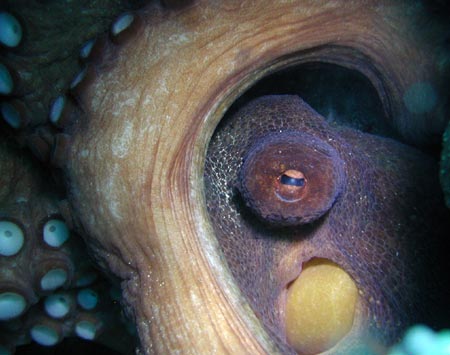 ����� ������ �����