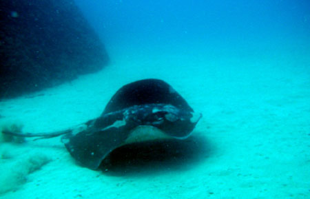 ����� ������ �����